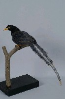 臺灣藍鵲藏品圖，第9張